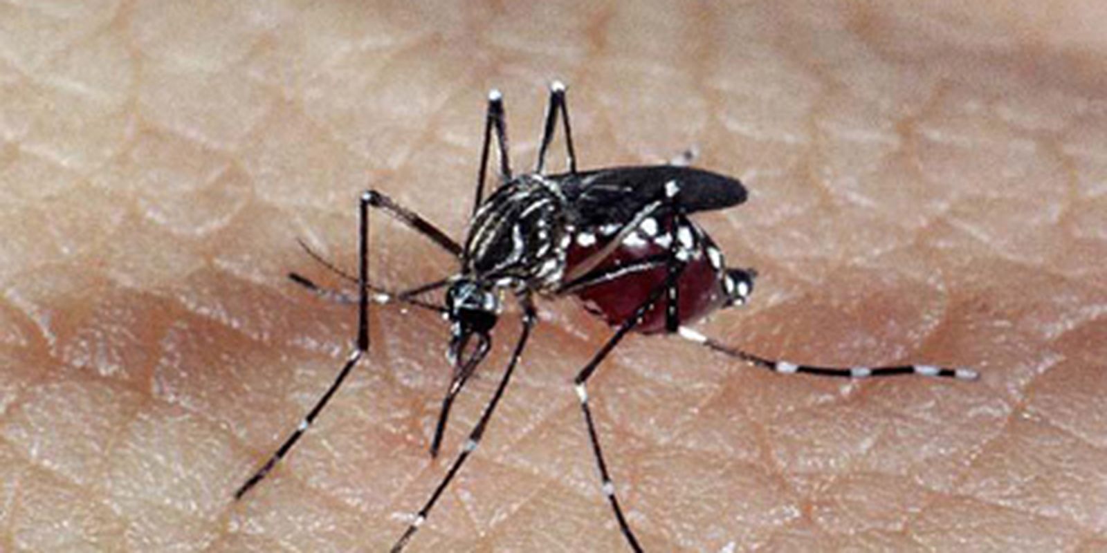 aedes dengue