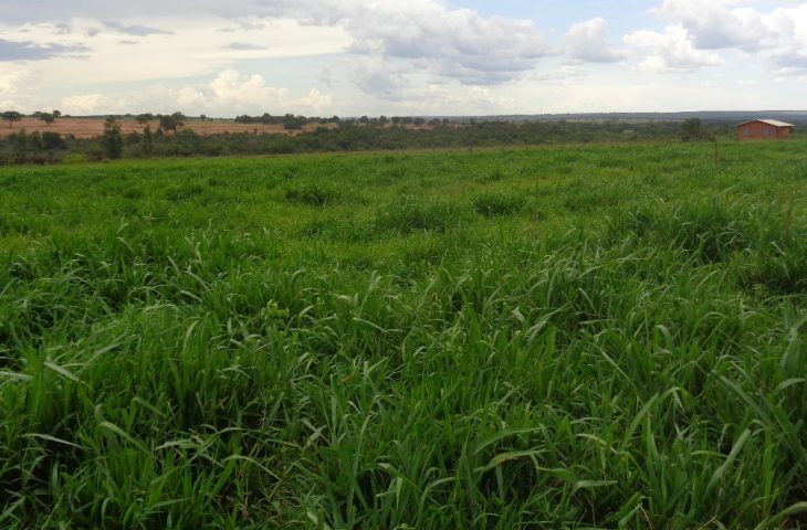 área de pastagem depois e1729320398549 730x480