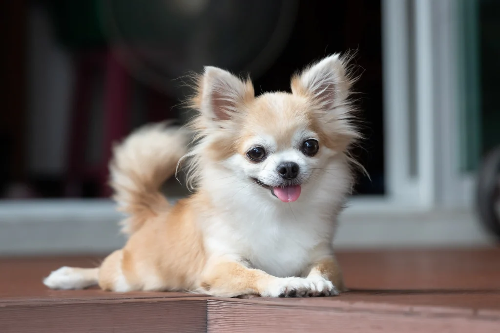 racas de cachorro pequeno chihuahua 01 1024x682