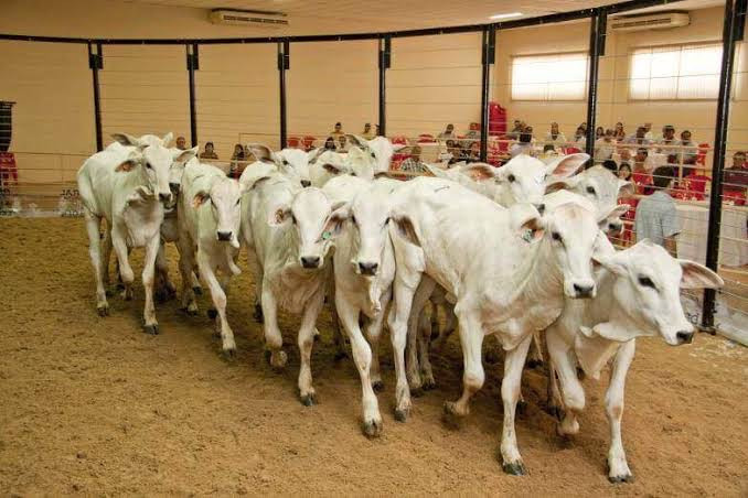leiloes voltam a expoagro e devem movimentar r 25 milhoes em dourado
