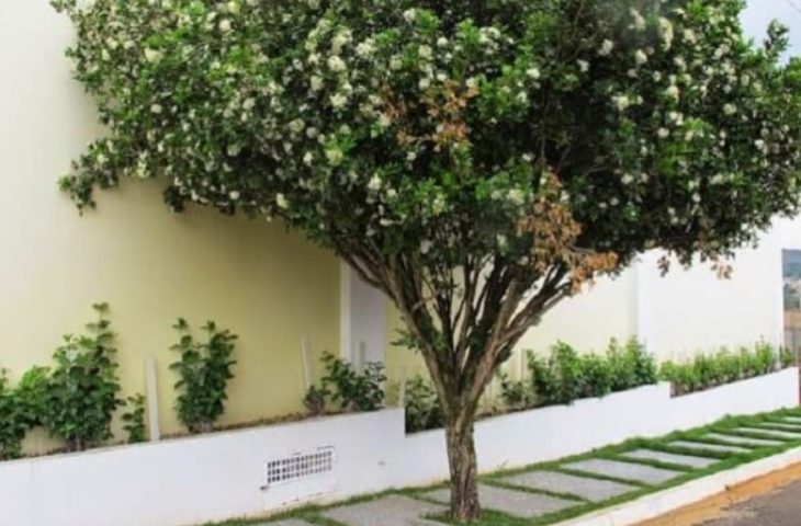 murta 730x480