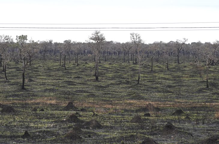 seca Regiao do Pantanal em Julho de 2024 Foto Bruno Rezende 01 730x480