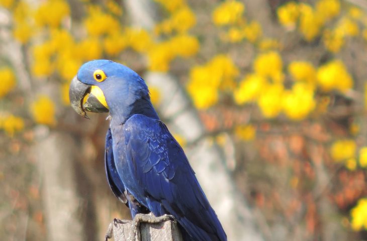 arara