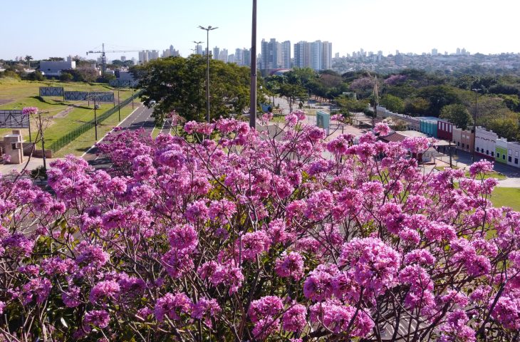 Ipes Foto Bruno Rezende 13 730x480