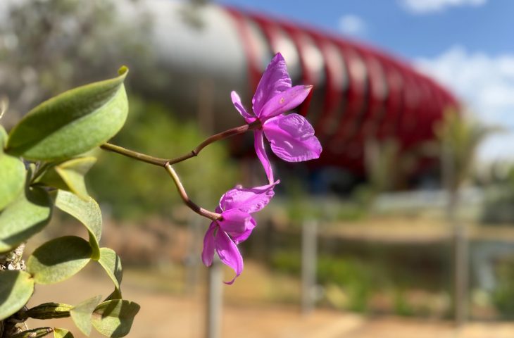 flor