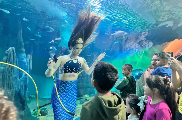 sereia