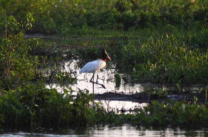 Pantanal Tuiuiu Foto Bruno Rezende 04 730x480