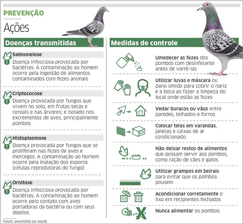 Pombos urbanos em Campo Grande preocupam moradores por risco de transmissão de doenças 2 pombo4