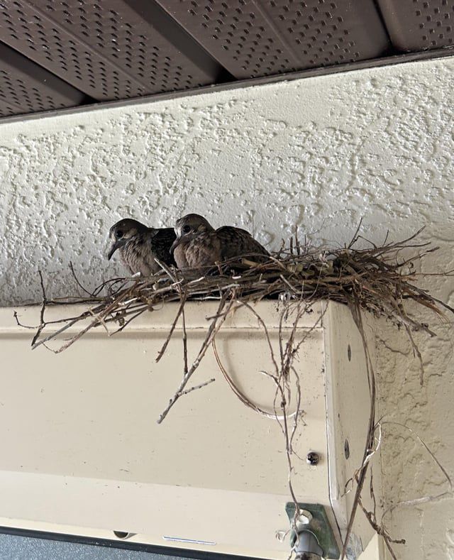 Pombos urbanos em Campo Grande preocupam moradores por risco de transmissão de doenças 3 pombo5