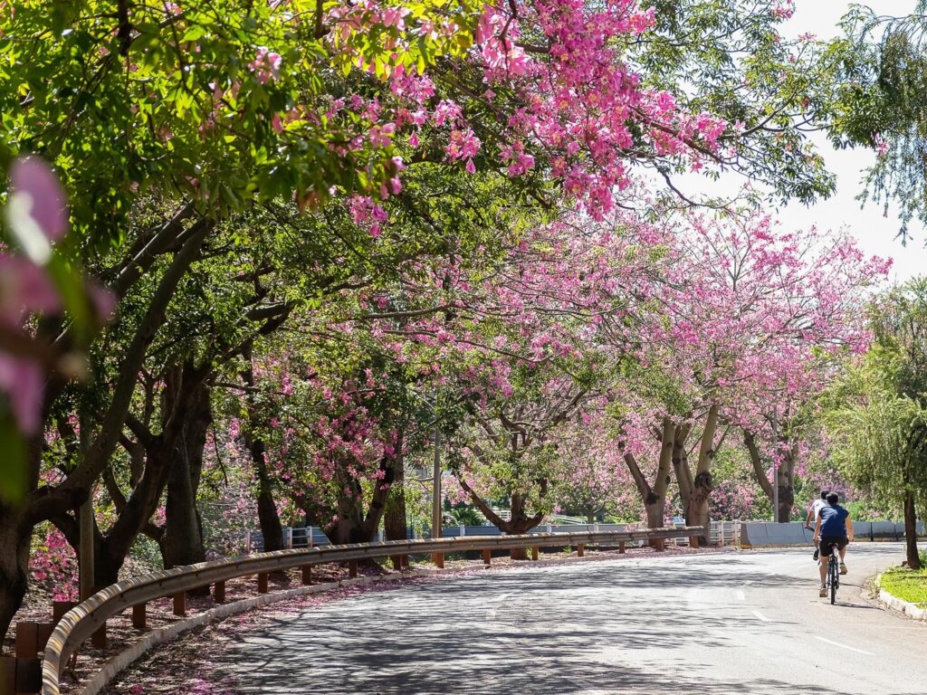 CAMPO GRANDE ARBORIZADA 10 1024x768