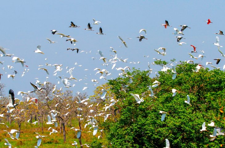 Pantanal COP 15 Foto Saul Schramm 4 730x480