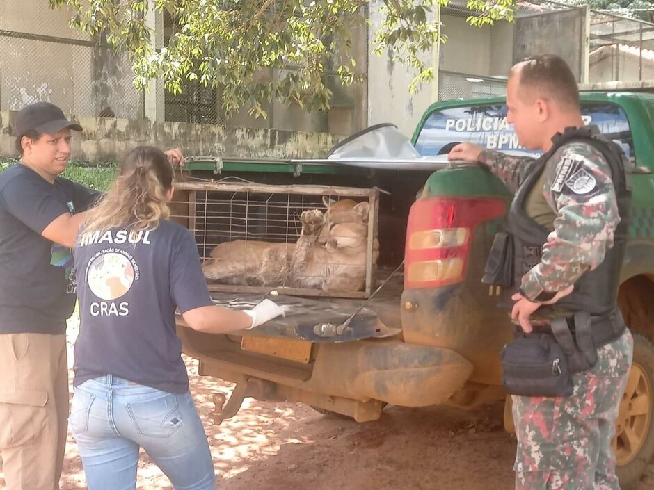 onça