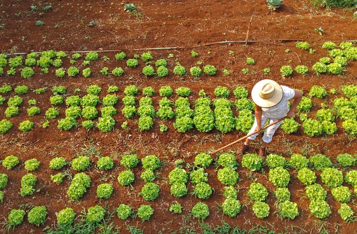 Horta para escolas estaduais Foto Bruno Rezende 03 730x480