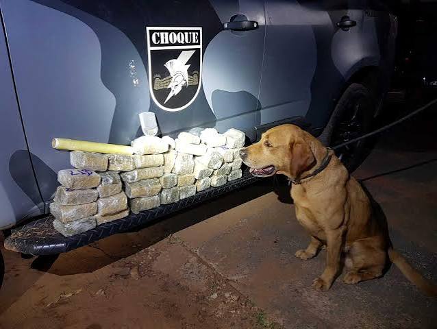 cão
