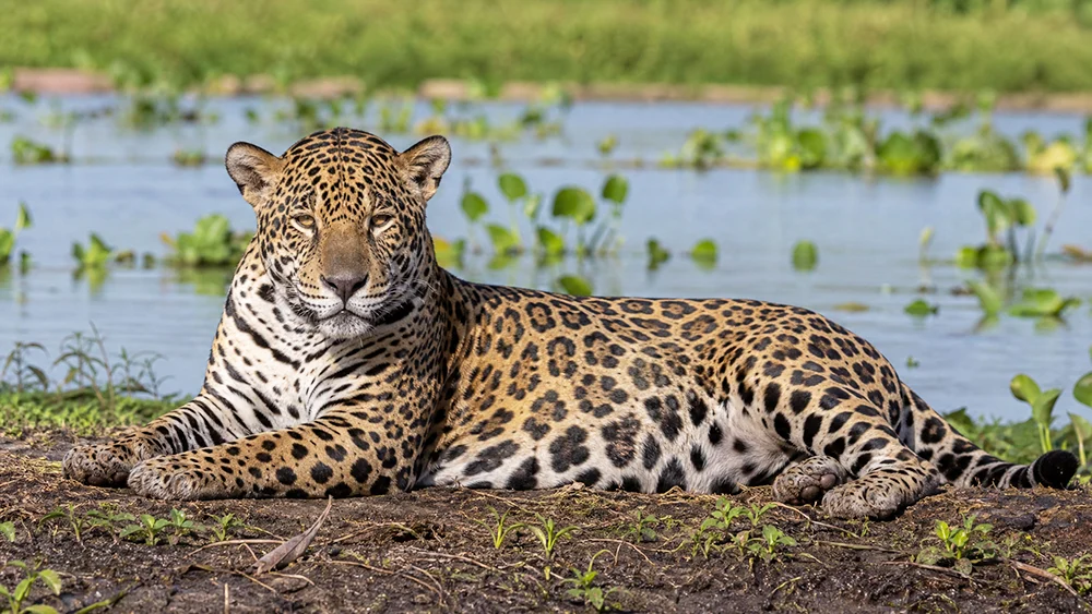 Onca Pintada no Pantanal
