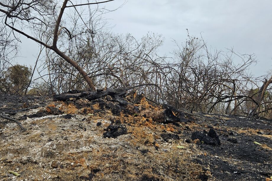 cidades incendios 2024 rodolfo cesar